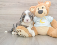 7 week old Mini Bernedoodle Puppy For Sale - Seaside Pups