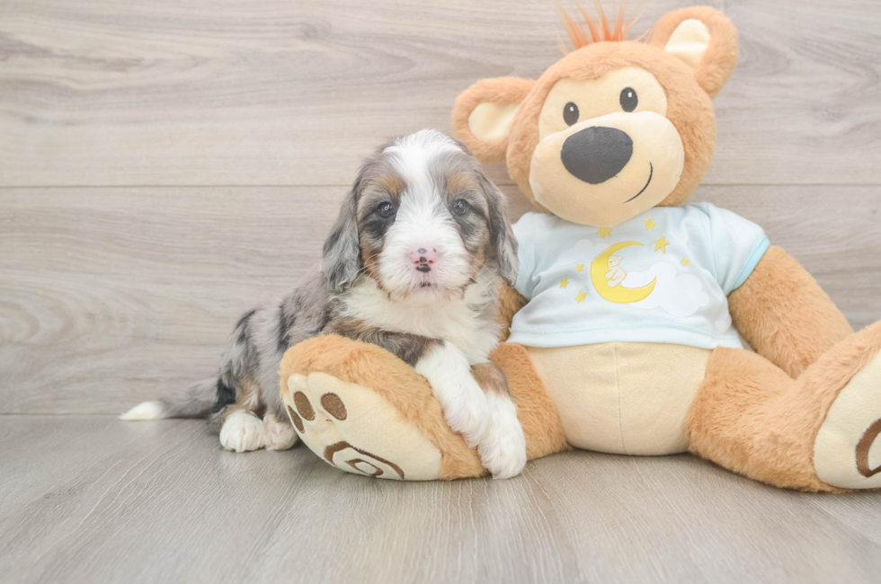 5 week old Mini Bernedoodle Puppy For Sale - Seaside Pups