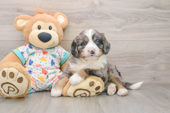 Adorable Mini Bernese Poodle Poodle Mix Puppy