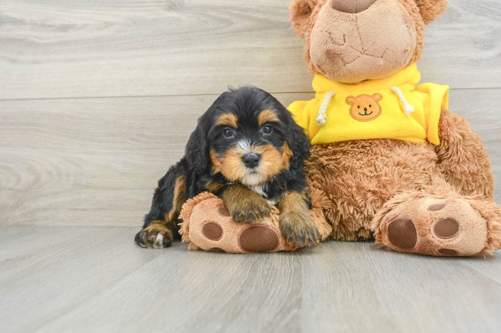 Best Mini Bernedoodle Baby