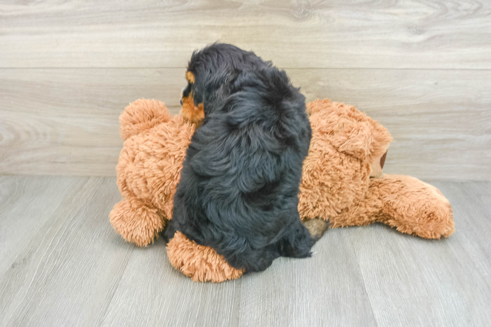 Mini Bernedoodle Pup Being Cute