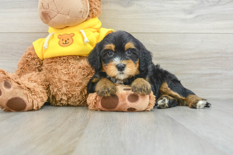 Mini Bernedoodle Puppy for Adoption