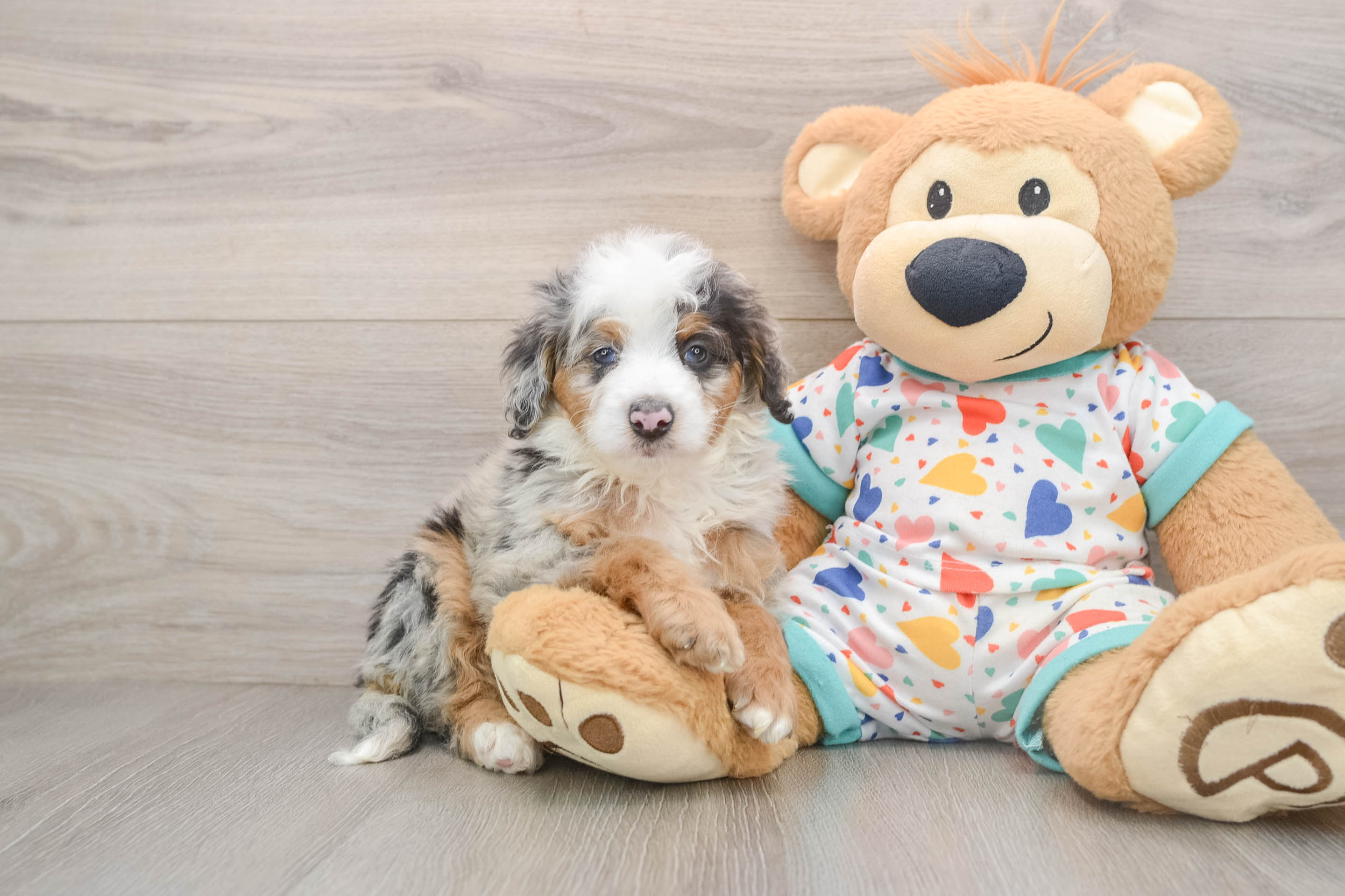 Mini Bernedoodle Pup Being Cute