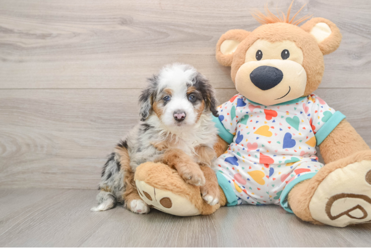 Mini Bernedoodle Pup Being Cute
