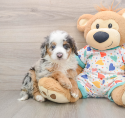8 week old Mini Bernedoodle Puppy For Sale - Seaside Pups