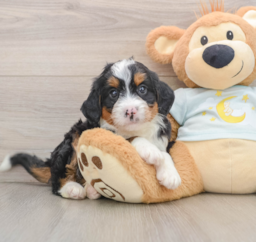 7 week old Mini Bernedoodle Puppy For Sale - Seaside Pups