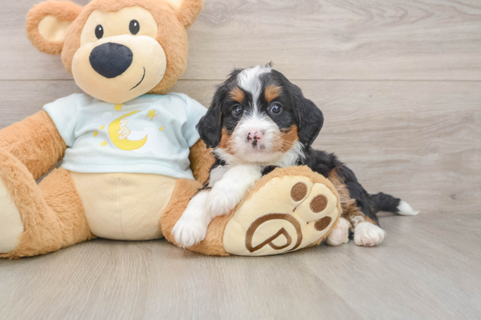 Mini Bernedoodle Puppy for Adoption