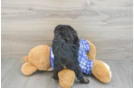 Mini Bernedoodle Puppy for Adoption