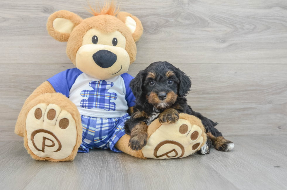 7 week old Mini Bernedoodle Puppy For Sale - Seaside Pups