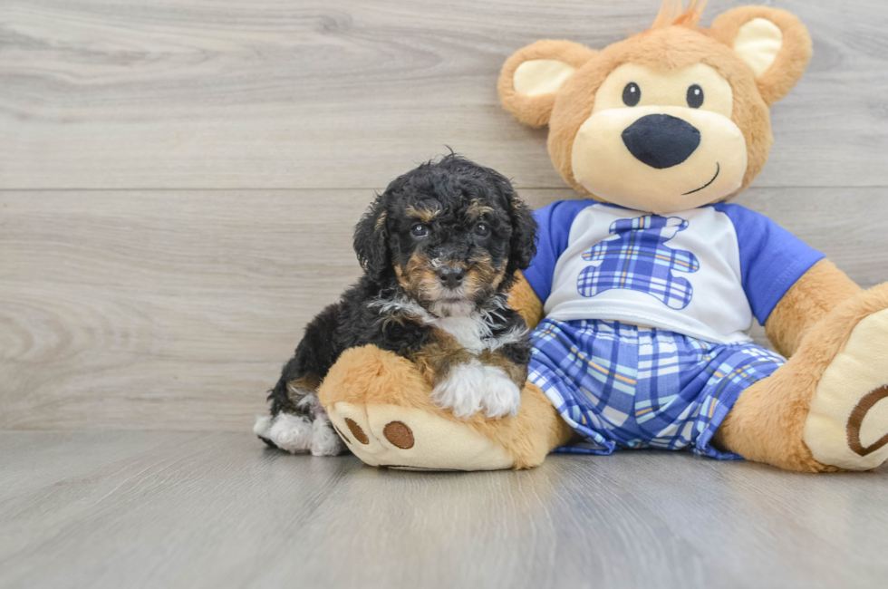 7 week old Mini Bernedoodle Puppy For Sale - Seaside Pups