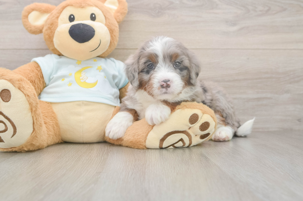 5 week old Mini Bernedoodle Puppy For Sale - Seaside Pups