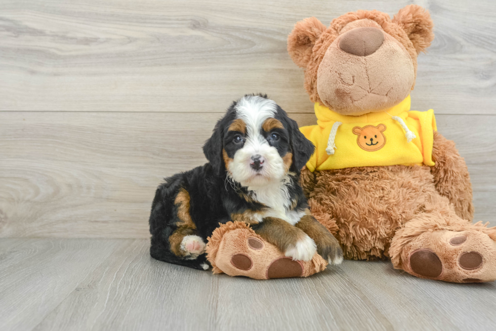 Best Mini Bernedoodle Baby