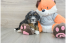 Hypoallergenic Mini Bernepoo Poodle Mix Puppy