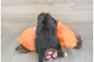 Mini Bernedoodle Puppy for Adoption