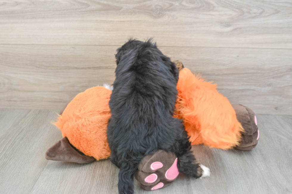 Mini Bernedoodle Puppy for Adoption