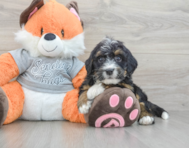 7 week old Mini Bernedoodle Puppy For Sale - Seaside Pups