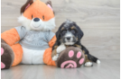 Best Mini Bernedoodle Baby