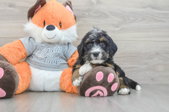Best Mini Bernedoodle Baby