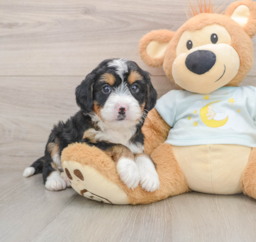 7 week old Mini Bernedoodle Puppy For Sale - Seaside Pups