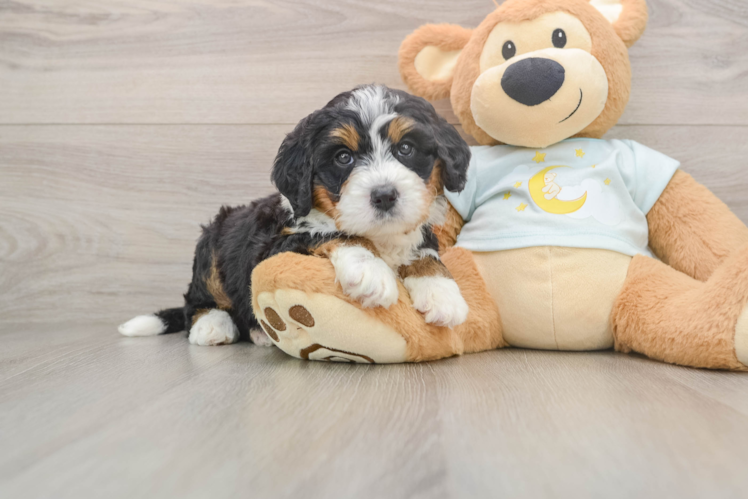 Best Mini Bernedoodle Baby