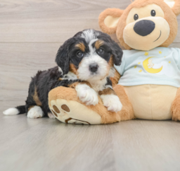 6 week old Mini Bernedoodle Puppy For Sale - Seaside Pups