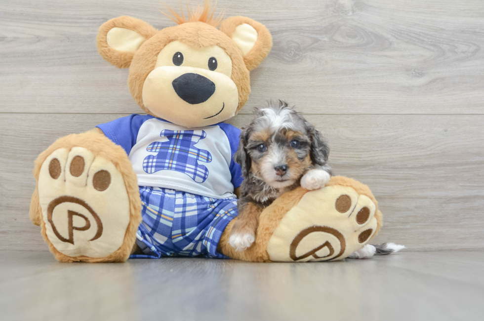 7 week old Mini Bernedoodle Puppy For Sale - Seaside Pups