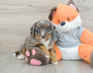 7 week old Mini Bernedoodle Puppy For Sale - Seaside Pups