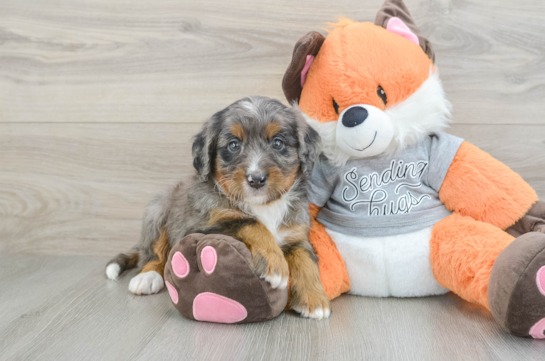 Mini Bernedoodle Puppy for Adoption