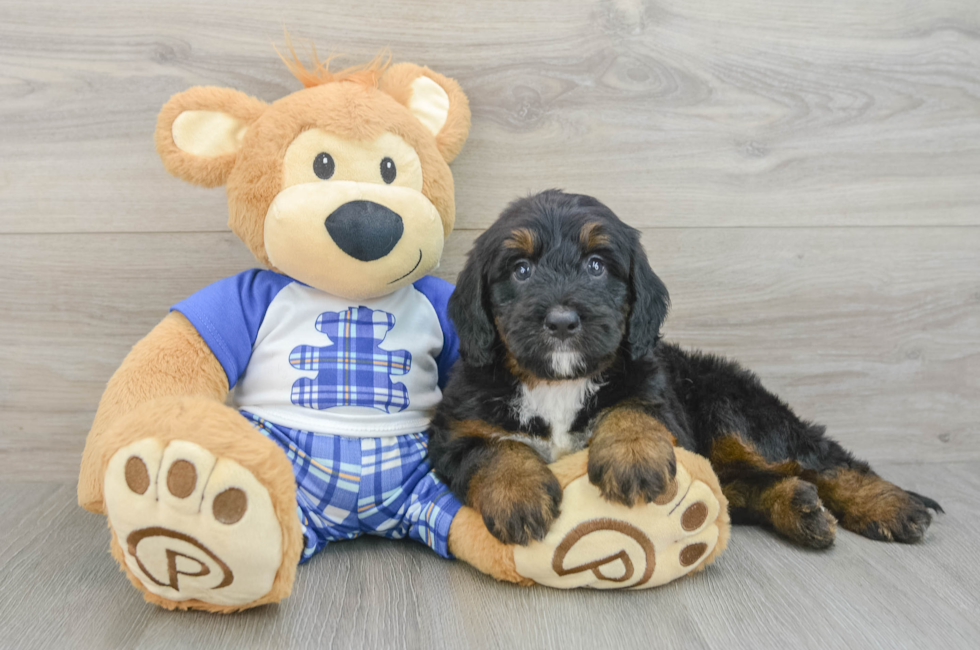6 week old Mini Bernedoodle Puppy For Sale - Seaside Pups