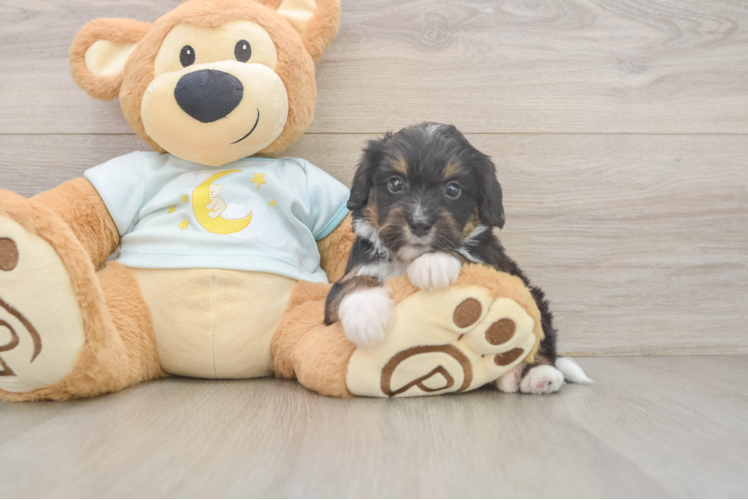 Mini Bernedoodle Pup Being Cute