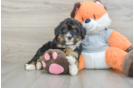 Petite Mini Bernedoodle Poodle Mix Pup