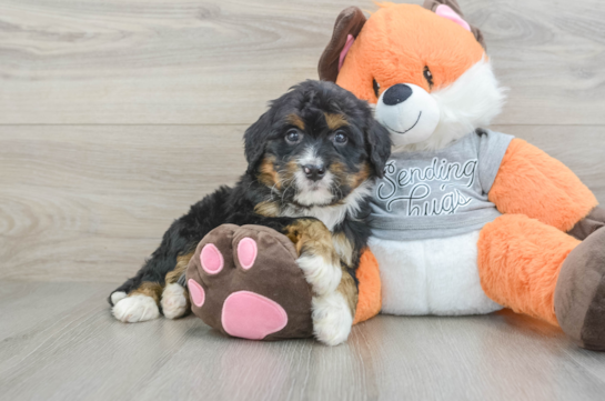 Petite Mini Bernedoodle Poodle Mix Pup