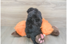 Little Mini Bernesedoodle Poodle Mix Puppy