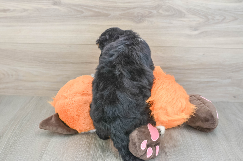 Little Mini Bernesedoodle Poodle Mix Puppy