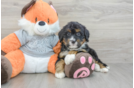 Small Mini Bernedoodle Baby