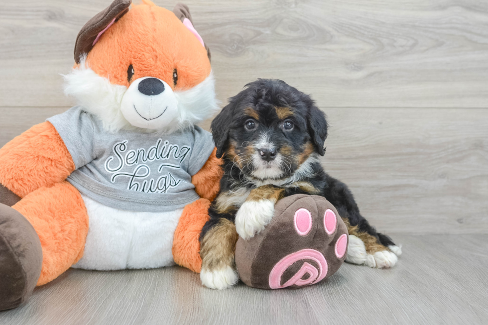 Small Mini Bernedoodle Baby