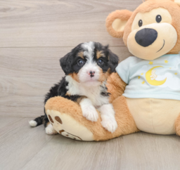 7 week old Mini Bernedoodle Puppy For Sale - Seaside Pups