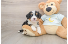 Mini Bernedoodle Pup Being Cute