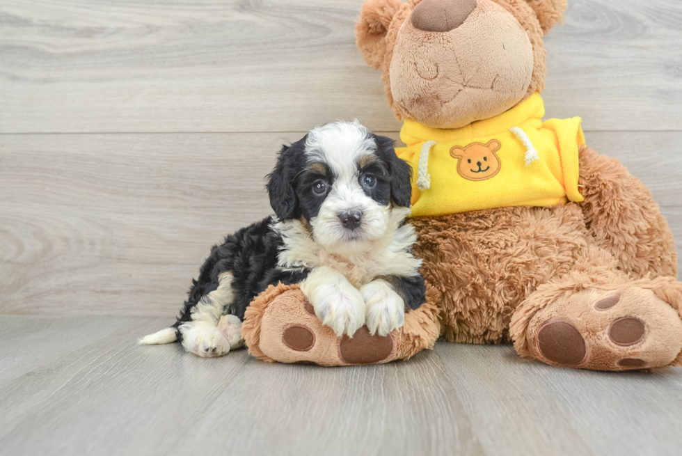 Little Mini Bernesedoodle Poodle Mix Puppy