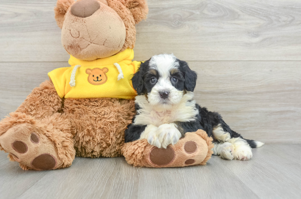 6 week old Mini Bernedoodle Puppy For Sale - Seaside Pups