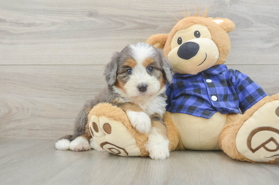 6 week old Mini Bernedoodle Puppy For Sale - Seaside Pups