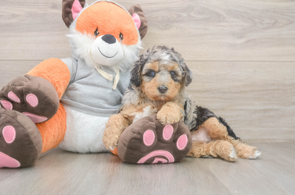 4 week old Mini Bernedoodle Puppy For Sale - Seaside Pups