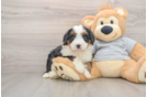 Popular Mini Bernedoodle Poodle Mix Pup