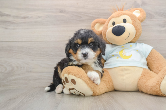 Fluffy Mini Bernedoodle Poodle Mix Pup