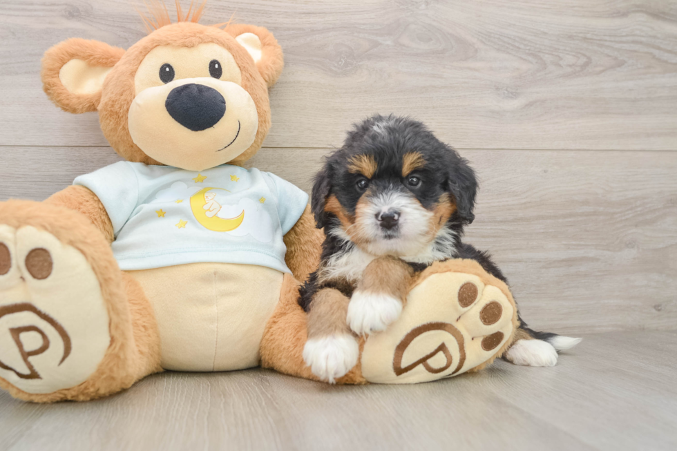 Smart Mini Bernedoodle Poodle Mix Pup