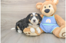 Best Mini Bernedoodle Baby