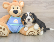 8 week old Mini Bernedoodle Puppy For Sale - Seaside Pups