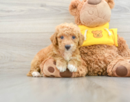 9 week old Mini Bernedoodle Puppy For Sale - Seaside Pups