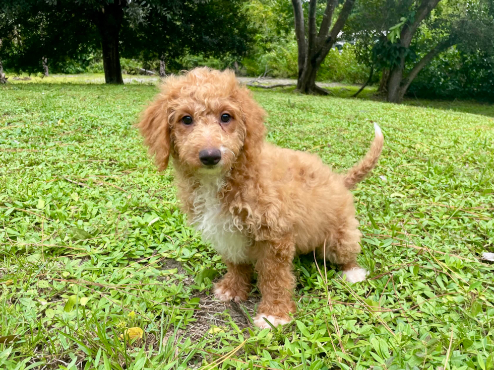 Cute Mini Bernedoodle Baby