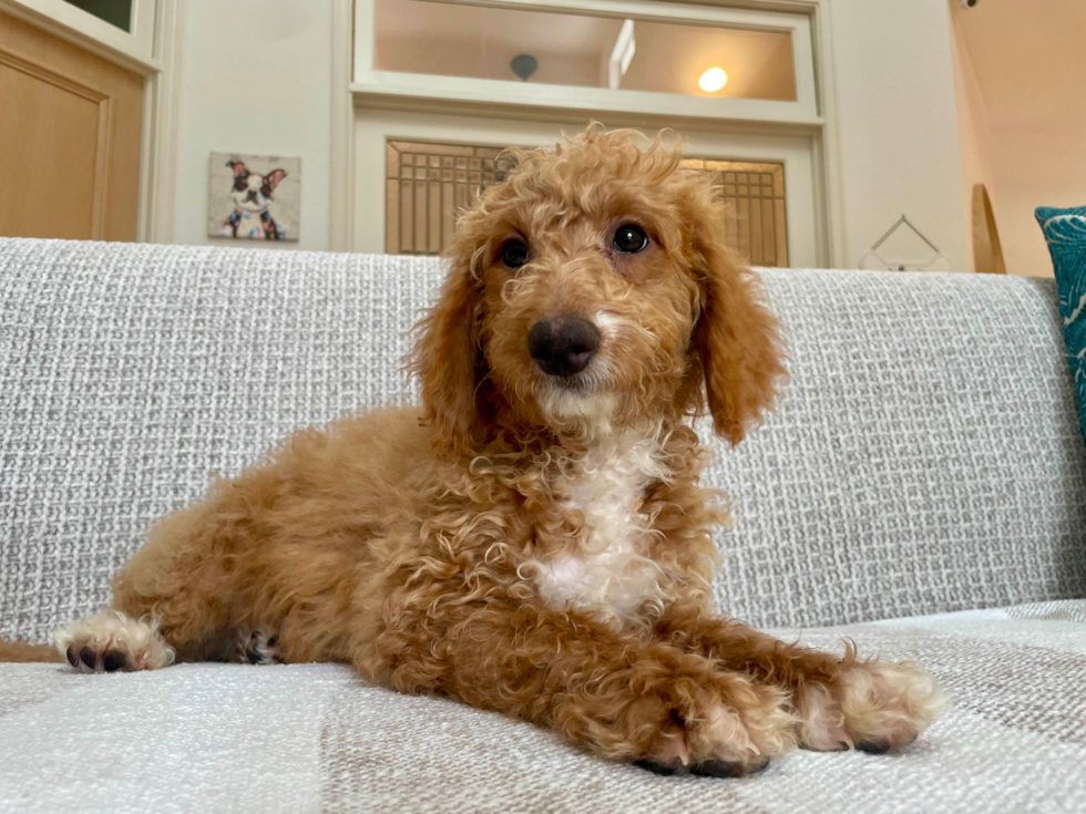 Cute Mini Bernedoodle Poodle Mix Pup